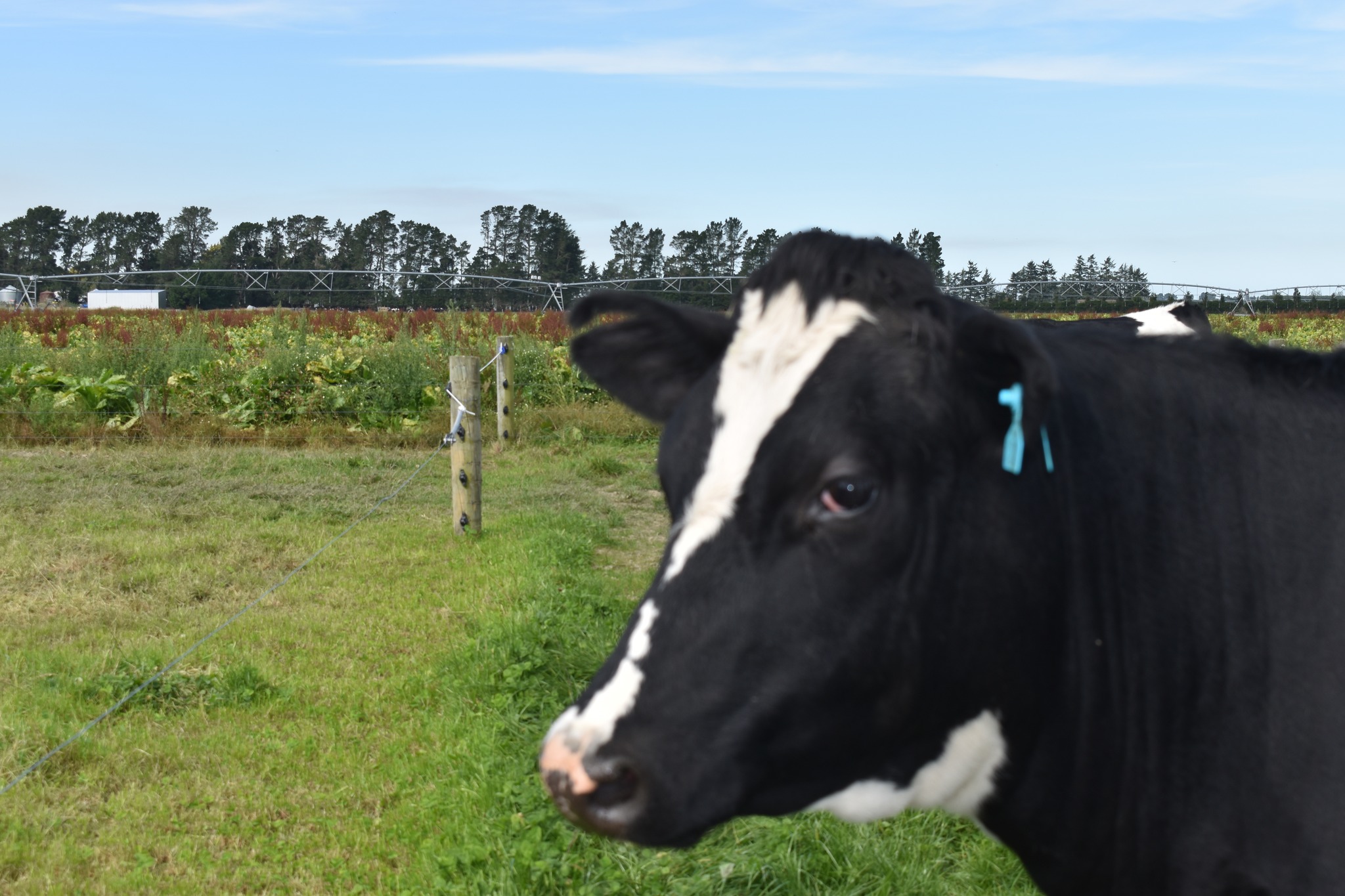 110th Methven A&P Show